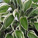 Hosta 'Mama Mia' 15cm Pot Size