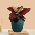 Greenkin Aglaonema Red Beauty Live Indoor Plant in Decorative Eco Pot | Air purifying Healthy Live Plant for Home, Office, Bedroom, Living Room, Bathroom (Green)