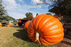 Giant Pumpkin Titan Seeds Non GMO Heirloom for Planting Organic Non GMO 10 Seeds