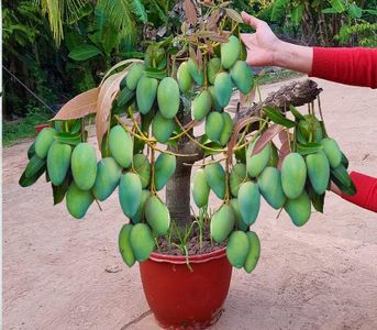 "Live All Time Grafted Mango Plant - Healthy and Fruit-Ready Tree for Your Garden Super Healthy Plant In A Pot 12 Months Fruits"