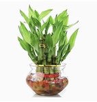 PHORE Two layer lucky bamboo plant with big glass pot and coloured jelly balls (Green) 17to19 sticks