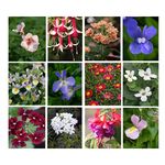 10 Hanging Basket Summer Plug Plants, Ideal Mix of Plug Plants for Garden Hanging Baskets. * Ready to Plant up * Stunning Basket Plants. Fantastic Mix for Your Summer Baskets