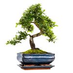 Chinese Elm Bonsai Tree 30–40cm | 8–10 Years Old | Elegant Indoor, Outdoor Bonsai Gift for Beginners | Includes Glazed Ceramic Pot & Drip Tray