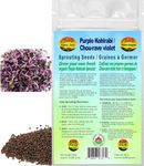 Purple Kohlrabi Sprouting Seeds | Chou-rave violet Graines à Germer | Certified Organic & Non-GMO | Net Wt. 200 Grams (approx. 69,000 seeds) | High Germination Rate | Product of Canada