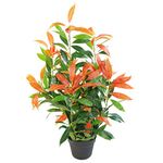 Leaf Artificial Ficus Tree/Plant, Photinia Red Green, 80cm