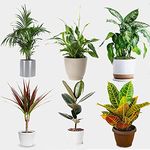 Collections Etc Home Collection Indoor Plants