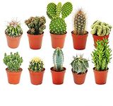 10 X Different Mixed Cactus Collection House + Gardeners Dream Plant Care Guide