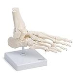 Medical Anatomical Skeleton Foot Model, Life Size