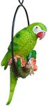 Parrot Indoor Plants