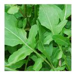PREMIER SEEDS DIRECT - Rocket - Salad - Cultivated - 8 gm ~ 4000 Seeds (Organic)