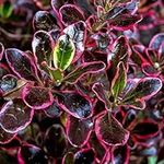 Coprosma Eclipse - Looking Glass Plant | Outdoor Evergreen Shrubs Plants Garden Ready | 20-30cm Potted