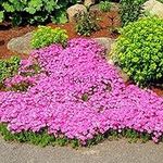 Big sale 205pcs rare ROCK cress Seeds Climbing plant Creeping Thyme Seeds Perennial Ground cover flower for home garden