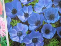 10 BLUE ANEMONE MR FOKKER CORMS BULBS FOR BORDER PATIO ROCKERY GARDEN PERENNIAL PLANT