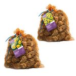 10kg Mixed Variety Daffodil Bulbs 5kg & Yellow Trumpet Daffodil 5kg – Approx. 200 Bulbs of Mixed & Yellow Trumpet Narcissus – Plant in Gardens, Borders & Flowerbeds – Flower Bulbs by Jamieson Brothers