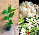 Oxiflora"Shiuli Phool – Harsingar – Parijat Flower"-1 Healthy Live Super Yielding Early Flower Plant' 1-1.5 Ft Height in Nursery Grow Bag for Home Garden