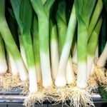 Gebdinsh Garden® Imported Leek Vegetables Seeds For Kitchen Gardening (Pack Of 2 Gram Seeds)