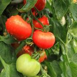 Zeniso® Desi Tomato (Tamatar) Seeds), Indian Vegetable Seeds, High Germination Seeds For Home & Garden