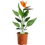 GardenersDream Strelitzia - Bird of Paradise Plant, Large House Plants - Exotic African Violet Plant for Home & Office - Live Indoor Plants, 40-50cm Tall in 12cm Pot