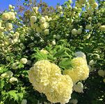 Snowball Viburnum Live Outdoor Plant Mainaam Garden