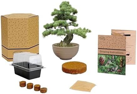 Pronto Seed Bonsai Bowl Starter Kit | Complete Grow Your Own Set with Pine Seeds, Propagator, Coir Discs & Growing Instructions (Single)