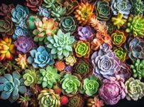 Succulent Symphony: Best 1000 Piece Jigsaw Puzzle for Adults - Premium Quality, Eco-Friendly, Colourful Artwork Puzzle by Cross & Glory - Brain Teasing Fun & Perfect Wall Art