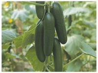 PREMIER SEEDS DIRECT CUCUMBER PICOLINO F1-6 SEEDS