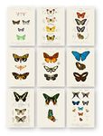 Ink Inc Butterfly Prints - Vintage Wall Art - Set of 9 5x7 - Unframed