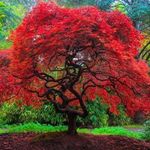 Autumn Fire Weeping Japanese Maple 