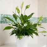Carbeth Plants Spathiphyllum Peace 