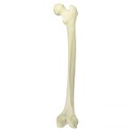 Kay Kay Industries Right Femur Saw Bone with Canal