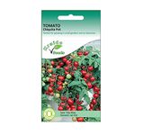 Red Cherry Tomato Seeds Chiquita Pot Solanum Lycopersicum 50 Seeds Grow Your Own Vegetable Ideal for Greenhouse or Garden Growing in Raised Beds Polytunnel Growbags or Large Pots and Containers