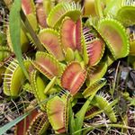 Venus Fly Trap Plant - Dionaea MUSCIPULA Carnivorous Healthy Indoor Plant, Natural Fly Catcher, Easy Care - Exotic Air-Purifying Houseplant, Educational Plant for Children - 9cm Pot