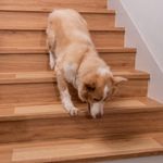 Spurtar Anti Slip Tape Clear Stair Treads for Wooden Steps Indoor Grip Tape for Stairs, Stair Runners for Wooden Steps, Transparent Non Slip Stair Grips for Dogs, 4"x24" 15 Pack