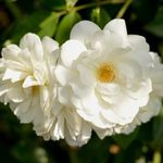 Heirloom Roses Climbing Rose Plant 