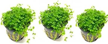 Marcus Fish Tanks - 3X Micranthemum Monte Carlo Pots Easy Live Aquarium Plants