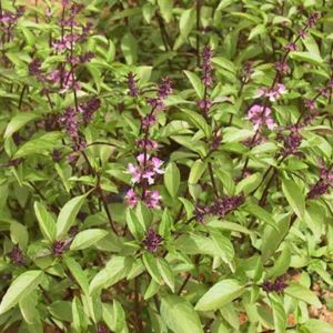 Basil Seeds - Thai Queenette - 150+ Heirloom Seed Packet