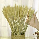 TooGet Dried Wheat Sheaves Stalks Bouquet Bundles, 200 Stems Natural Ear of Wheat Grain Flowers Dry Grass Bunch DIY Arrangements for Home Wedding Store Decorative