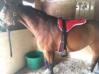 HORSE COMBO RIDING SADDLE with STIRRUP GRITH