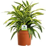 Dracaena Surprise - 1 Plant - House/Office Live Indoor Pot Plant Tree in 12cm Pot