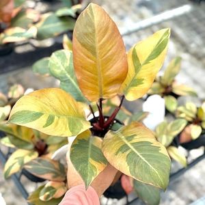 Live Philodendron Black Cardinal Plant – 4” Aroid with Deep Burgundy-Black Foliage | Plant for Home or Office Decor | Tropical Indoor Houseplant