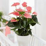 Mphmi NCR Perennial Live Plants Anthurium (Pink) - Plant