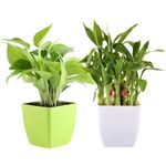 JESAA GREENS Combo of Good Luck Money Plant WIth Green Pot and Lucky Bamboo Plant With White Pot | Air Purfying Plant | Live Indoor Plant For Living Room,Office Home Decor | Set of 2