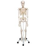 3B Scientific Human Anatomy - A10 Skeleton Model, Classic + free Anatomy App - 3B Smart Anatomy