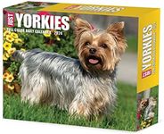 Yorkies 20