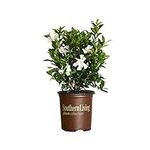 Southern Living Plant Collection Ju