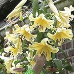 Tree Lily Hardy Garden Plant Bulbs, Highly Perfumed Giant Yellow Flowers in Summer, Impressive Tall Outdoor Plants, Cut Flowers, Gardens & Outdoors, 3 x Tree Lily Honeymoon Bulbs by Thompson & Morgan