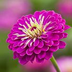 Zinnia elegans Purple Queen. for Cutting Seeds Flowers from Ukraine 0.5 Gram