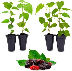Mulberry Dwarf Everbearing Plant (4 Pack) | Real Live Fruit Plants for Sale| Easy to Grow Live Plants for Organic Gardens | Ideal for Home Gardens, Organic Landscaping, and Indoor or Outdoor Planting.