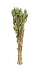 Creative Co-Op Bunny Tail Grass Bouquet, Green