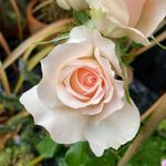 Harkness Roses Rose Chandos Beauty in a 3L Pot